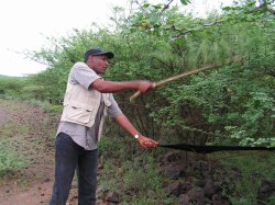 Joseph Mugambi beating Acacia tree